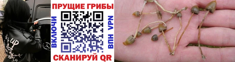 Галлюциногенные грибы Psilocybine cubensis  Ртищево 